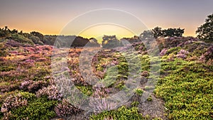 Sunrise over flowering heathland Dwingelderveld Netherlands