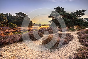 Sunrise over flowering heathland Dwingelderveld Netherlands