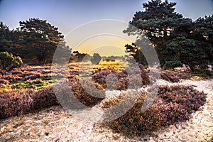 Sunrise over flowering heathland Dwingelderveld Netherlands