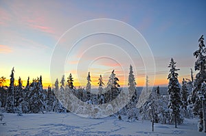 Sunrise over a forest in lapland, finland photo