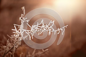 Sunrise over frozen nature. Far away in fields and meadows. A frozen, frosty field plant Warming