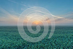 Sunrise over the grain field