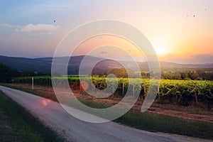 Sunrise over grape Vineyard; summer winery region morning landscape