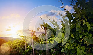 Sunrise over grape Vineyard; summer winery region morning landscape