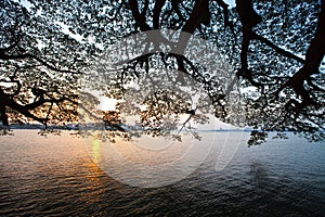 Sunrise over Kochi harbour, Kerala