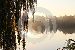 Sunrise over the lake. Autumn willow. Autumn landscape. The sun`s rays break through the willow branches.