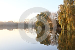 Sunrise over the lake. Autumn willow. Autumn landscape. The sun`s rays break through the willow branches.