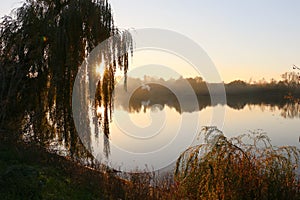 Sunrise over the lake. Autumn willow. Autumn landscape. The sun`s rays break through the willow branches.