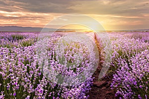 Sunrise over lavender field in Bulgaria