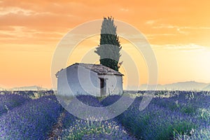 Sunrise over lavender fields in Provence, Southern France