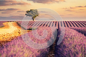 Sunrise over lavender fields in Provence, Southern France