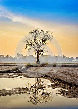 Sunrise over lonely old tree. Tay Ninh province, Vietnam.