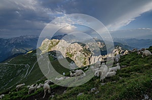 Sunrise over Mangart pass, Julian Alps with sheeps in foreground, Triglav national park, Slovenia, Europe