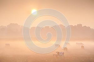 Sunrise over misty pasture with cows