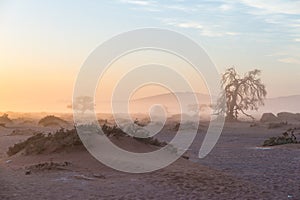 Sunrise over The Namib desert, roadtrip in the wonderful Namib Naukluft National Park, travel destination in Namibia, Africa. Morn