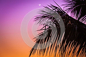 Sunrise over the palm tree