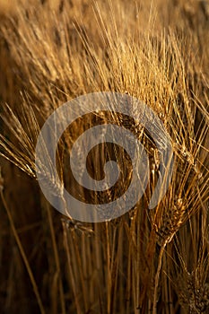 Alba Attraverso maturo d'oro grano campo pronto raccolto Sud 