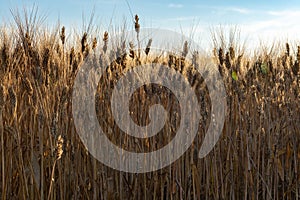 Alba Attraverso maturo d'oro grano campo pronto raccolto Sud 