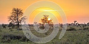 Sunrise over savanna