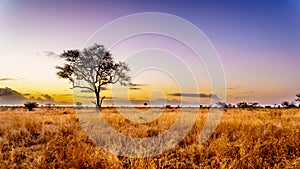 Sunrise over the savanna and grass fields in central Kruger National Park