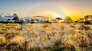 Sunrise over the savanna and grass fields in central Kruger National Park