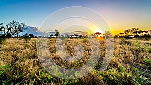 Sunrise over the savanna and grass fields in central Kruger National Park