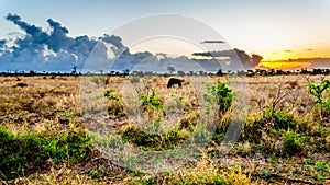 Sunrise over the savanna with a grazing wildebeest in central Kruger National Park