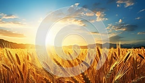 Sunrise over serene countryside vibrant wheat fields and clear blue sky with fluffy white clouds