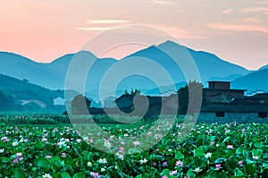 Sunrise over a spring lake with the blooming lotus