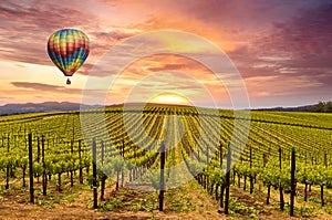 Sunrise over Spring Wine Vineyards and Hot Air Balloon photo