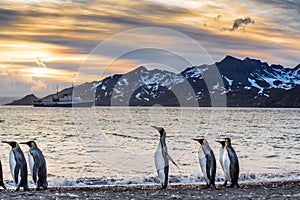 Sunrise over St. Andrews bay in South Georgia with King Penguins