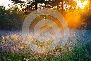 Sunrise over a summer blossoming meadow