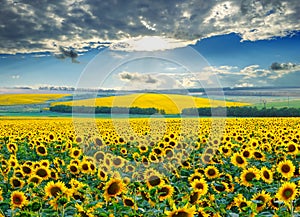 Sunrise over sunflower fields