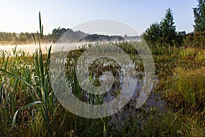 Sunrise over a swamp with fog and reeds. Sunny summer morning.