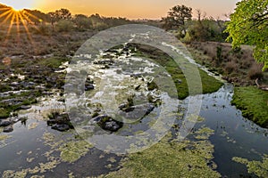 Sunrise over a Texas country stream filled with alge and moss