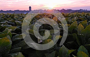 Sunrise over a tobacco field