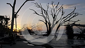 Sunrise Over a Tree in the Surf on Driftwood Beach in Edisto South Carolina