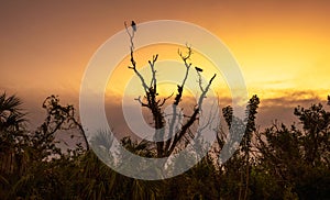 Sunrise over a tree with vultures sitting on top in Everglades National Park