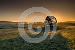 Sunrise over a tree in the Yorkshire Dales