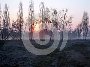 Sunrise over the trees in the park in hoarfrost. Trees in the morning haze. Empty park benches