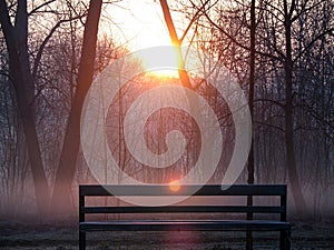 Sunrise over the trees in the park. Trees in the morning haze. Empty park bench