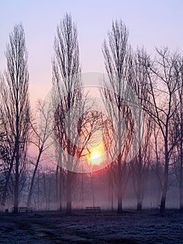 Sunrise over the trees in the park. Trees in the morning haze. Empty park benches