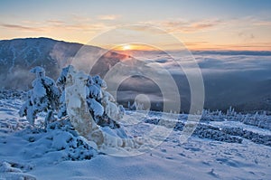 Východ slunce nad stromy pod sněhem u Durkova v Nízkých Tatrách