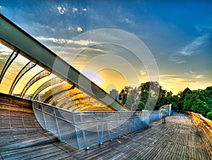 Sunrise over Treetop Boardwalk