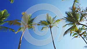 Sunrise over tropical island beach and palm trees. Punta Cana, Dominican Republic