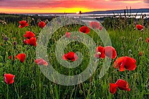 Sunrise over the valley of blooming wild poppies, in the background the rising sun and beautiful morning fog