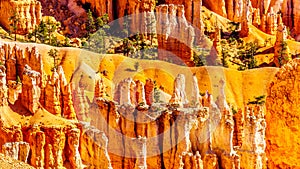 Sunrise over the Vermilion colored Pinnacles, Hoodoos and Amphitheaters along the Navajo Loop Trail in Bryce Canyon National Park