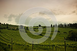 Sunrise over vineyards