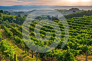 Sunrise over vineyards in Tuscany, Italy