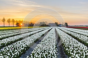 Sunrise over the white tulip field in the Noordoostpolder municipality, Flevoland photo